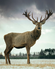 Male deer with big beautiful horns during winter on the field