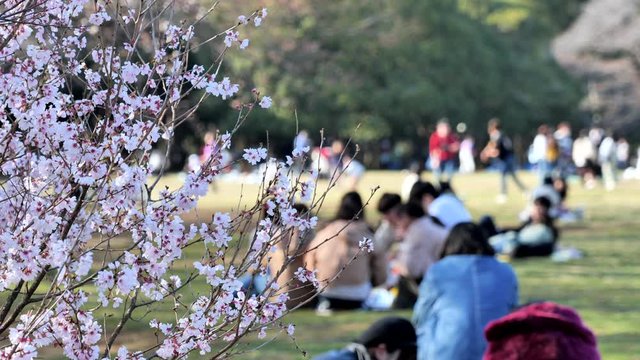春の日本の桜と花見