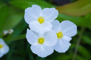 Echinodorus cordifolius macro in nature
