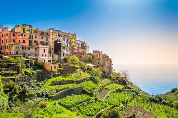 Obraz premium Corniglia, Cinque Terre - beautiful small village with colorful buildings on the cliff overlooking sea. Cinque Terre National Park with rugged coastline is famous tourist destination in Liguria, Italy