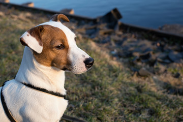 Portrait of a Jack Russell Terrier with a brown spot on its face in a city Park