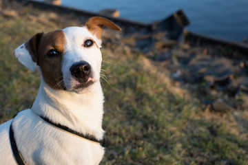 Portrait of a Jack Russell Terrier with a brown spot on its face in a city Park