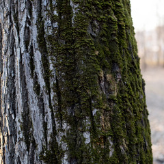 The bark of an old tree overgrown with green moss. Texture. Nature