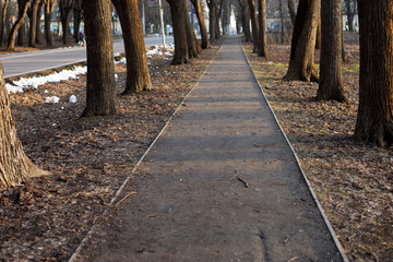 An empty alley in a spring Park in the setting sun