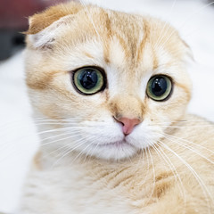 Close-up of a Scottish fold cat, macro portrait of a pet