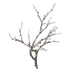 Fototapeta na wymiar silhouette of dry branch isolated on white background