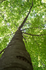 Fototapeta premium Large tree with beautiful crown, seen from below, many branches