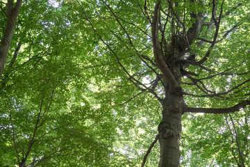 Large tree with beautiful crown, seen from below, many branches