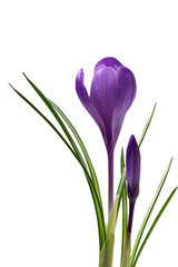 Fototapeta na wymiar Beautiful crocus flower and bud with green leaves isolated on white background. Spring flowers.