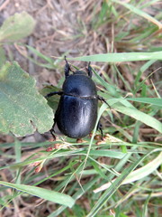 Black beetle in the green grass.