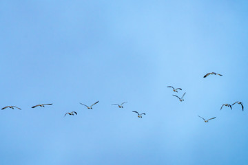bird