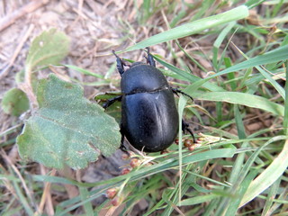 Black beetle in the green grass.