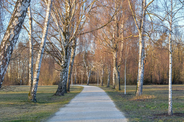 A path in a park with birch trees