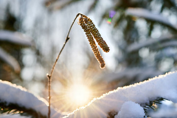 Hazel catkins covered in snow on a spring morning