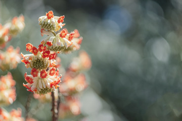 ベニバナミツマタ