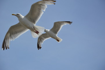 Obraz premium Gulls in the sky