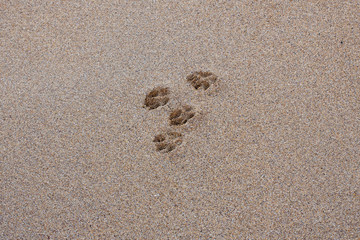Dog paw prints on sand in Cornwall