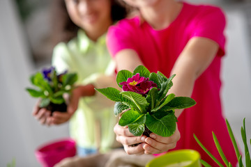Transplanting indoor violets in the hands of girls.