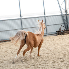 Ride pony red color running