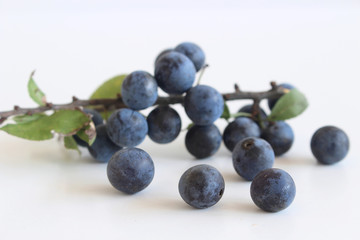 Romantic autumn still life with blackthorn or sloe on a white wooden table.Nature concept. Prunus...