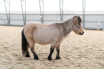 Scotland pony grey color standing