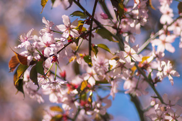 close up selective focus of blooming cherry
