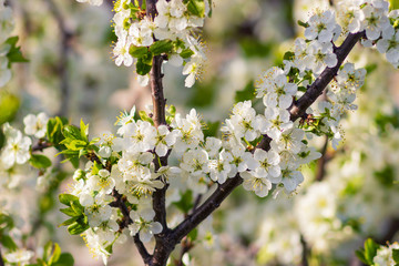 close up selective focus of blooming apple
