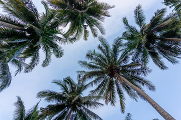 Fototapeta na wymiar Upward view to coconut green leaves, gray stem and high trunk with fruits under white clouds blue sky and soft orange light