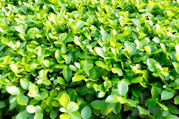 Tree green leaf close up background in the garden