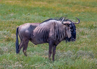 A Common Wildebeest in the savannah grass of the Etosha National park in northern Namibia
