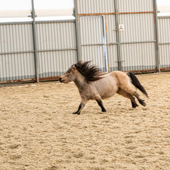 Scotland pony grey color running