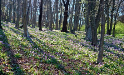 春の森　カタクリの花　風景　杤木