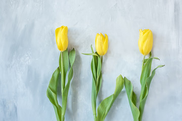 Three yellow tulip flowers on a gray rough stucco background.