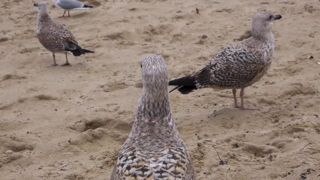 A group of three Seagulls walk on a sandy beach of Baltic Sea;  medium shot.