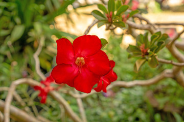 Branches of red petals Adenium flower plant or desert rose blossom on blurry green leaf background