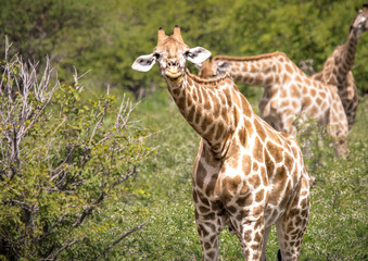 Giraffe standing in the savannah grass at the Etosha National park in northern Namibia