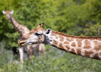 Giraffe standing in the savannah grass at the Etosha National park in northern Namibia