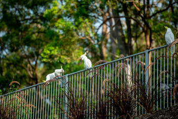 Papugi Australijskie © patryk77