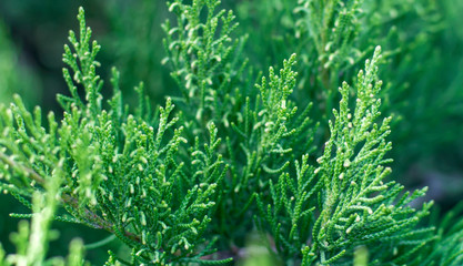 green branch of a thuja tree. selective focus.