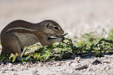 close up on an eating cape ground squirrel
