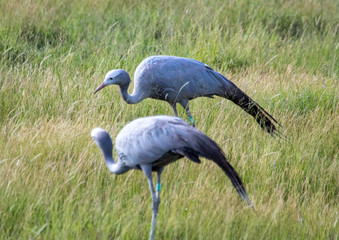 Seldom picture of a Blue crane walking through the savannah grass of the Etosha National park in northern Namibia