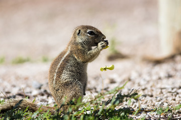 Naklejka na ściany i meble close up on an eating cape ground squirrel