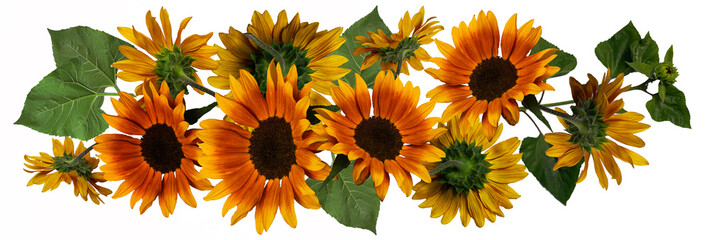 Panorama of sunflower flowers on a white background.