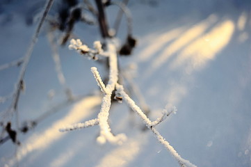 branch in hoarfrost