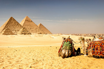 Camelos observando as pirâmides de Giza