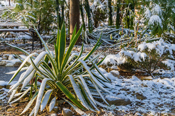Yucca Gloriosa variegata with striped leaves on shores of garden pond. Blurred background. Selective focus. Winter landscape in landscaped garden. Striped leaves under snow. Nature concept for design.
