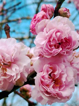 Beauty cherry blossom flowers