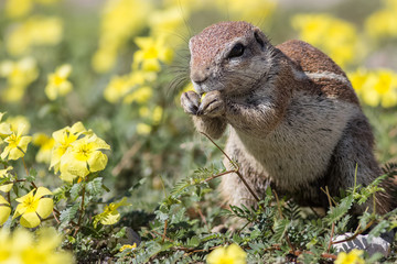 close up on an eating cape ground squirrel