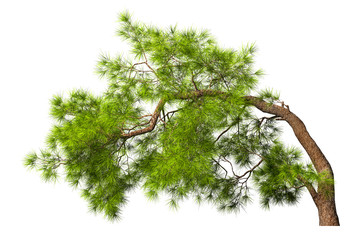 A coniferous evergreen spruce tree with a lush crown and a curved transverse trunk on a white background. Isolate oneself. 3D illustration.