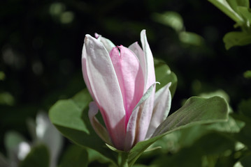 Soft pink magnolia soulangeana (saucer magnolia) flower, close up detail side view, soft dark green blurry leaves background